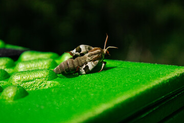Lime Hawkmoth (Mimas tiliae ) sitting on sunny day. Insect close-up.