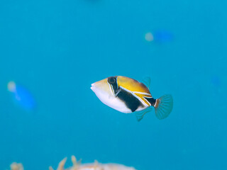 可愛いタスキモンガラ（モンガラカワハギ科）の幼魚他。波打ち際にいる。
ハワイの国魚である。
英名、学名：Wedge-tail triggerfish, Rhinecanthus rectangulus, Humuhumunukunukuapua'a
静岡県伊豆半島賀茂郡南伊豆町中木ヒリゾ浜-2024年
