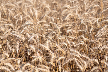 Ripe wheat harvest. Agriculture and farming. Barley ear spikelet. Farming crop field. Wheat flied at rural countryside. Agricultural landscape. Crop countryside field. Agrobusiness. Early harves