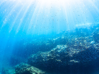 美しいキビナゴ（ニシン科）他の大群。逆光の中。

英名、学名：Silver-Stripe Round Herrings (Spratelloides gracilis)
静岡県伊豆半島賀茂郡南伊豆町中木ヒリゾ浜-2024年
