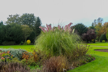 Ferns in a park during Autumn in the UK.
