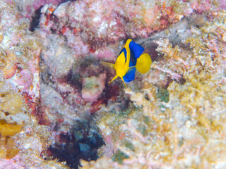 可愛いソメワケヤッコ（キンチャクダイ科）の幼魚他。
英名、学名：Bicolor angelfish (Centropyge bicolor) 
静岡県伊豆半島賀茂郡南伊豆町中木ヒリゾ浜-2024年
