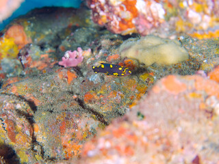 可愛いスミツキベラ（ベラ科）の幼魚他。
英名、学名：Axilspot hogfish, Bodianus axillaris
静岡県伊豆半島賀茂郡南伊豆町中木ヒリゾ浜-2024年

