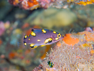 可愛いスミツキベラ（ベラ科）の幼魚他。
英名、学名：Axilspot hogfish, Bodianus axillaris
静岡県伊豆半島賀茂郡南伊豆町中木ヒリゾ浜-2024年
