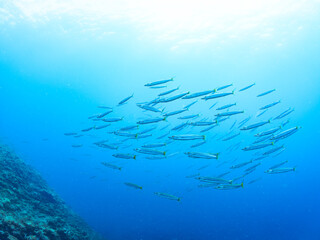 迫力あるタイワンカマス（カマス科）他の群れ。
英名、学名：Yellowtail barracuda (Sphyraena obtusata) 
静岡県伊豆半島賀茂郡南伊豆町中木ヒリゾ浜-2024年
