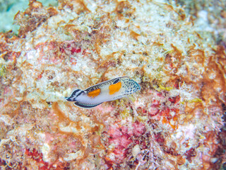 美しいカンムリベラ（ベラ科）の幼魚他。
英名、学名：Clown coris (Coris aygula)
静岡県伊豆半島賀茂郡南伊豆町中木ヒリゾ浜-2024年
