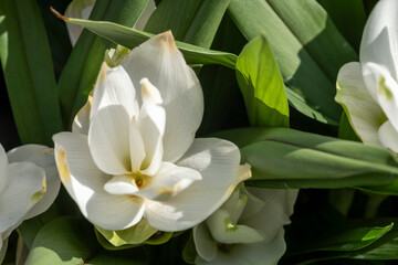 This is a closeup view of a stunning white flower accompanied by vibrant green leaves that surround...