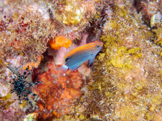 可愛いメガネスズメダイ（スズメダイ科）の幼魚他。
英名、学名：Speckled damsel (Pomacentrus bankanensis)
静岡県伊豆半島賀茂郡南伊豆町中木ヒリゾ浜-2024年
