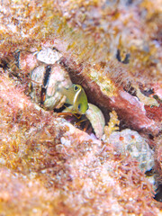 可愛いハクセンスズメダイ（スズメダイ科）の幼魚他。
英名、学名：White Banded Damsel, Plectroglyphidodon leucozonus
静岡県伊豆半島賀茂郡南伊豆町中木ヒリゾ浜-2024年
