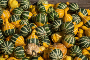 A vibrant assortment of bright yellow pumpkins is beautifully arranged and sitting on a rustic wooden table, adding charm to the scene