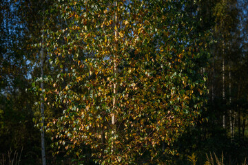Tree. Autumn season.