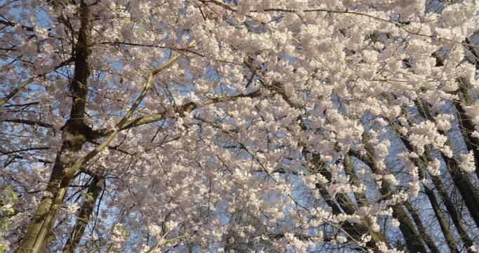 Blossom tree in spring time
