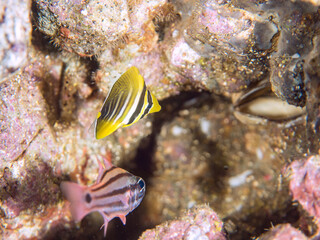 可愛いヒレナガハギ（ニザダイ科）の幼魚他。
英名、学名：Sailfin tang, Zebrasoma veliferum
水中洞窟にいる、美しいオオスジイシモチ（テンジクダイ科）他。
英名、学名：Black-Stripe Sweeper (Pempheris schwenkii)
静岡県伊豆半島賀茂郡南伊豆町中木ヒリゾ浜-2024年
