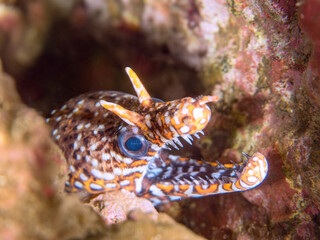 水中洞窟にいる、大きく美しいトラウツボ（ウツボ科）。
英名、学名：Dragon Moray (Enchelycore pardalis)
静岡県伊豆半島賀茂郡南伊豆町中木ヒリゾ浜-2024年

