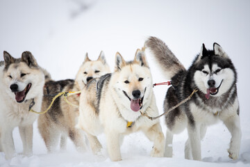 Zoom on sled dogs walking in the snow in winter