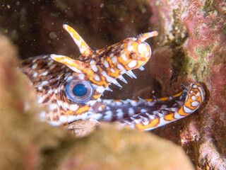水中洞窟にいる、大きく美しいトラウツボ（ウツボ科）。
英名、学名：Dragon Moray (Enchelycore pardalis)
静岡県伊豆半島賀茂郡南伊豆町中木ヒリゾ浜-2024年

