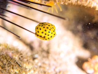 可愛いミナミハコフグ（ハコフグ科）の幼魚。
英名、学名：juvenileYellow...