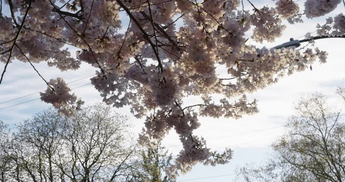 Blossom tree in spring time