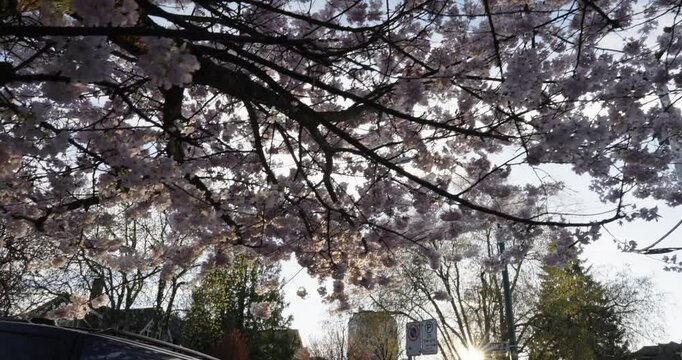 Blossom tree in spring time