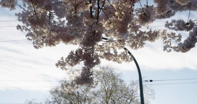 Blossom tree in spring time