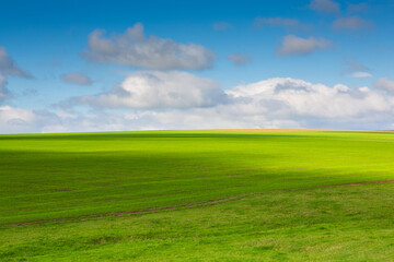 Green field under blue sky with white clouds. Green meadow. Cultivated agricultural field in the countryside.