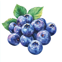 Blueberry fruit watercolor clipart illustration