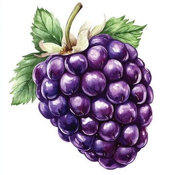 watercolor blackberry fruit with green leaves clip art preview