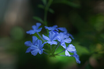 BLUE PLUMBAGO