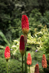 A beautiful bunch of vibrant red flowers is growing in a garden