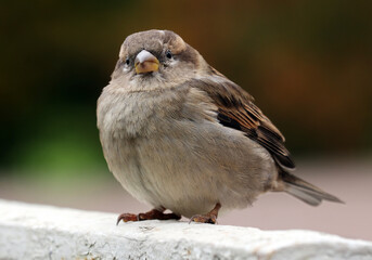 Close-up of a young female house sparrow against a dark background on a cold autumn day. Soft selective focus.