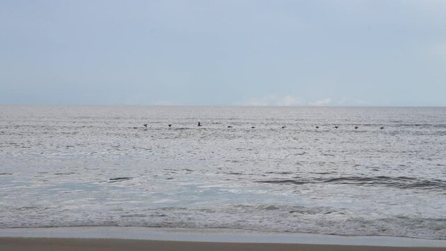 flock of seagulls over the Florida coast