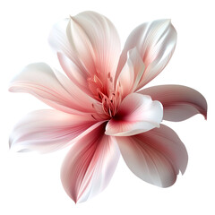 Fototapeta premium Delicate pink flower blooming in soft light, showcasing intricate petals and textures