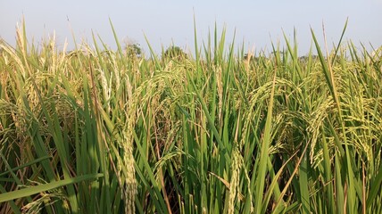 Obraz premium rice plant in rice field