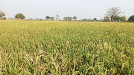 green rice field ready to hargest