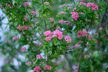 This is a close up view of a beautiful tree adorned with pink flowers blooming amidst vibrant green leaves all around it