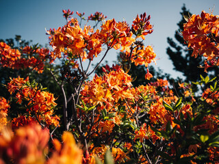 Orange colored flowers in the garden