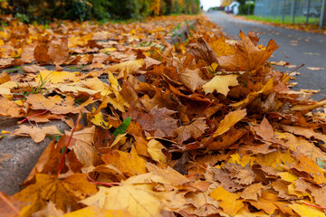 Fallen leaves blanket the sidewalk in front of a quiet suburban street, a picturesque sight of autumn