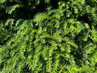 Yew evergreen tree taxus baccata