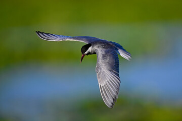 Whiskered tern // Weißbart-Seeschwalbe (Chlidonias hybrida) - Lake Skadar, Motenegro
