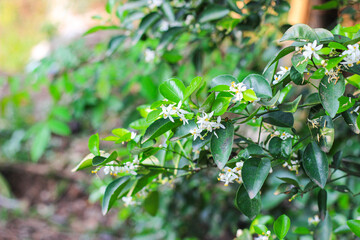 The kaffir lime trees are starting to flower