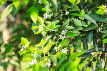 The kaffir lime trees are starting to flower