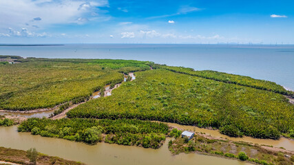 Aerial View of Mangrove Forest at Mekong River estuary , Thua Duc, Ben Tre, Vietnam