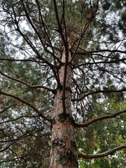 Pine tree trunk and numerous branches. Evergreen. Softwood. Conifer