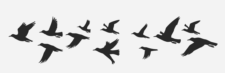 Silhouettes of various birds in flight against a light background.