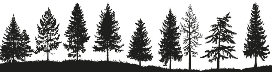 Fototapeta premium Silhouetted pine trees create a striking contrast against a white background.
