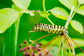 The caterpillar of the Swallowtail butterfly (Latin Papilio machaon).
 The caterpillar of the Papilio machaon Linnaeus butterfly.The caterpillar eats the plant.