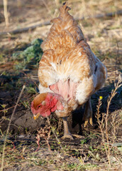 A chicken is eating something in the dirt