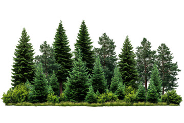 Fototapeta premium A group of lush evergreen pine trees with dense green foliage, standing tall and isolated against a white background.