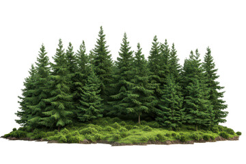 Fototapeta premium A group of lush evergreen pine trees with dense green foliage, standing tall and isolated against a white background.