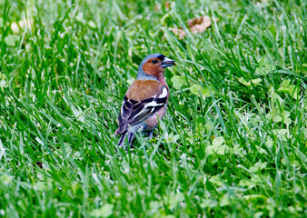 Finch bird, male. (English Chaffinch)
 A songbird of the finch family. The size is 14-18 cm. The plumage color is dominated by maroon, brown, blue, gray, white, and green shades.